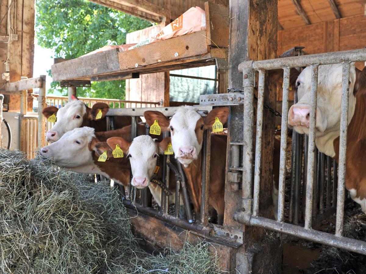 Ferienhof Moyer Höslwang Esterno foto